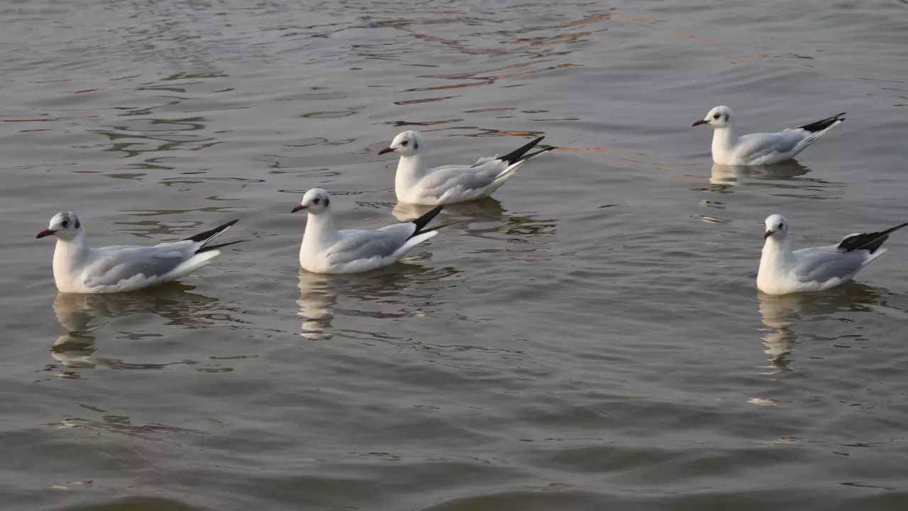 Magh Mela Tour Packages