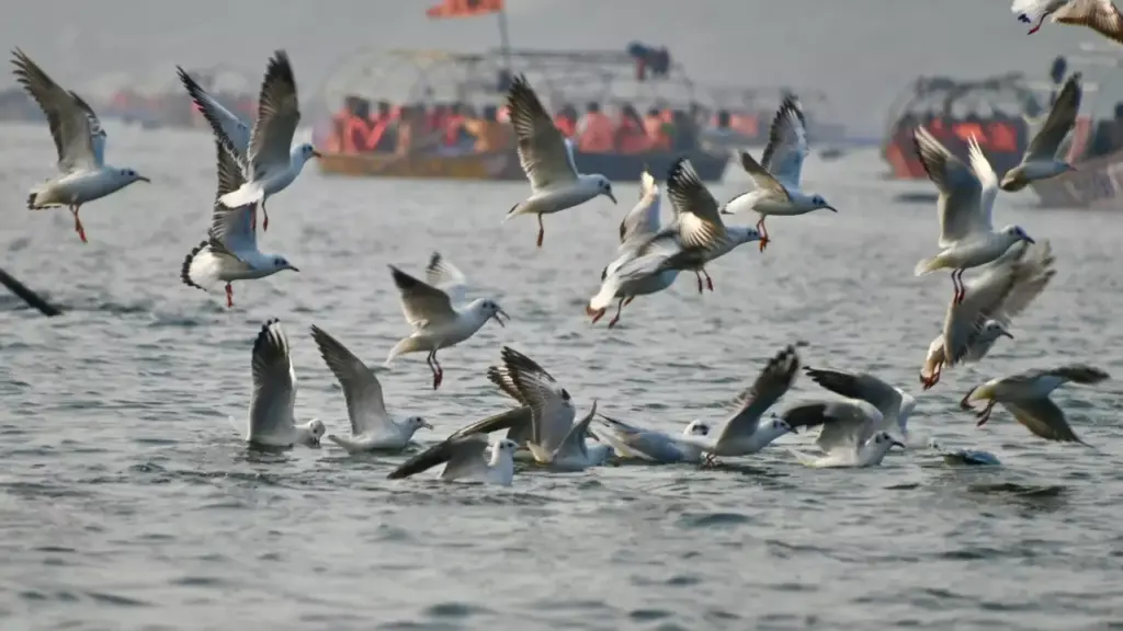 Magh Mela 2026 Budget Tours